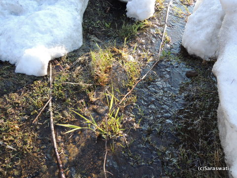 雪解け