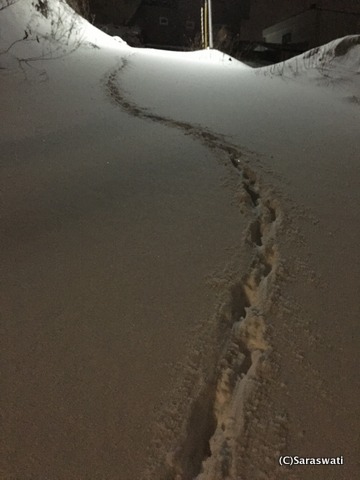 天候回復前日のキタキツネ下山