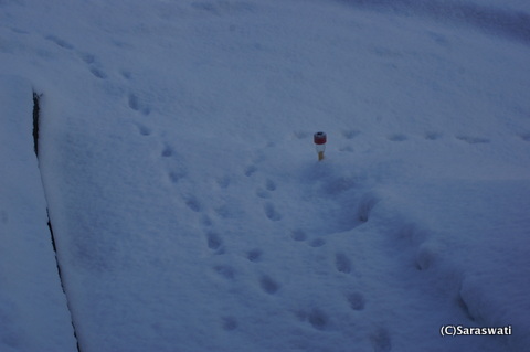 いらっしゃいませ、キタキツネ