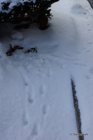 キタキツネの休息