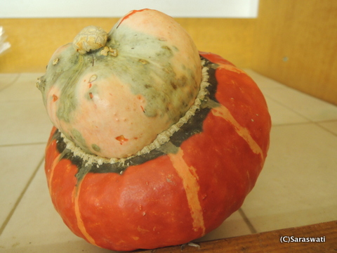 ニセコのかぼちゃ