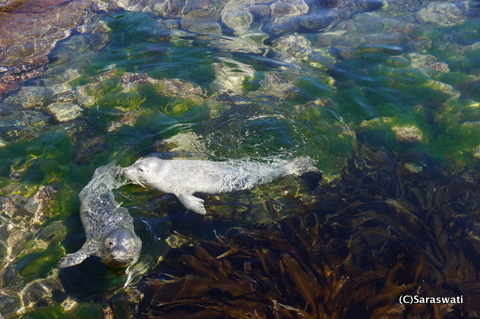 アザラシのプール